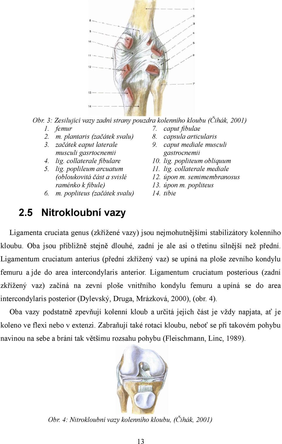 úpon m. semimembranosus raménko k fibule) 13. úpon m. popliteus 6. m. popliteus (začátek svalu) 14. tibie 2.