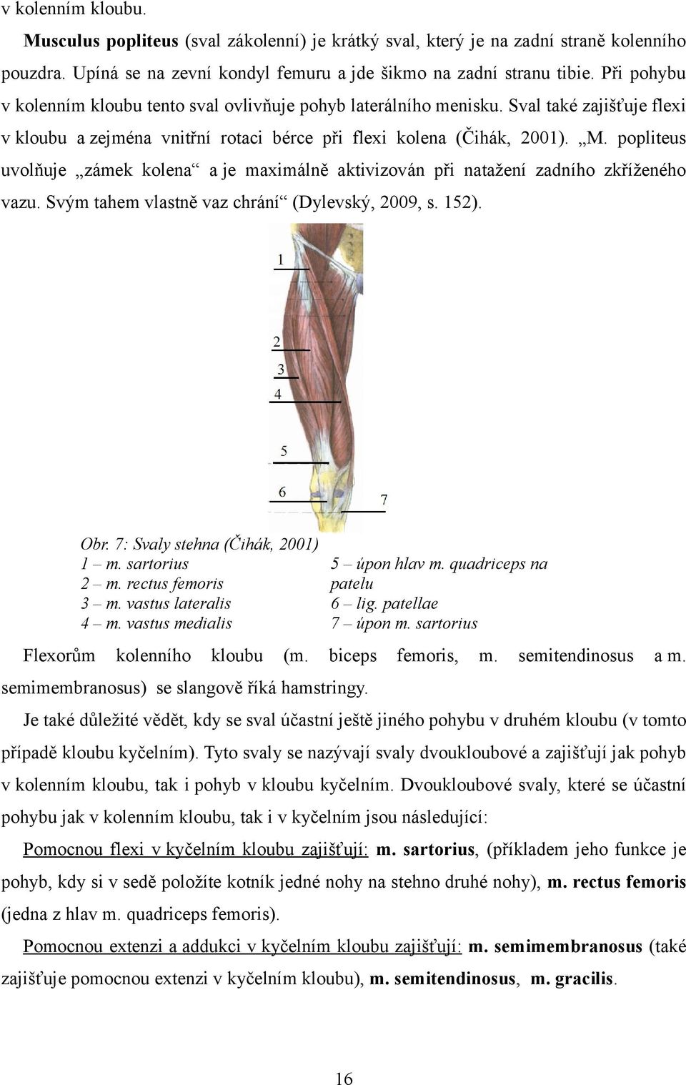 popliteus uvolňuje zámek kolena a je maximálně aktivizován při natažení zadního zkříženého vazu. Svým tahem vlastně vaz chrání (Dylevský, 2009, s. 152). Obr. 7: Svaly stehna (Čihák, 2001) 1 m.