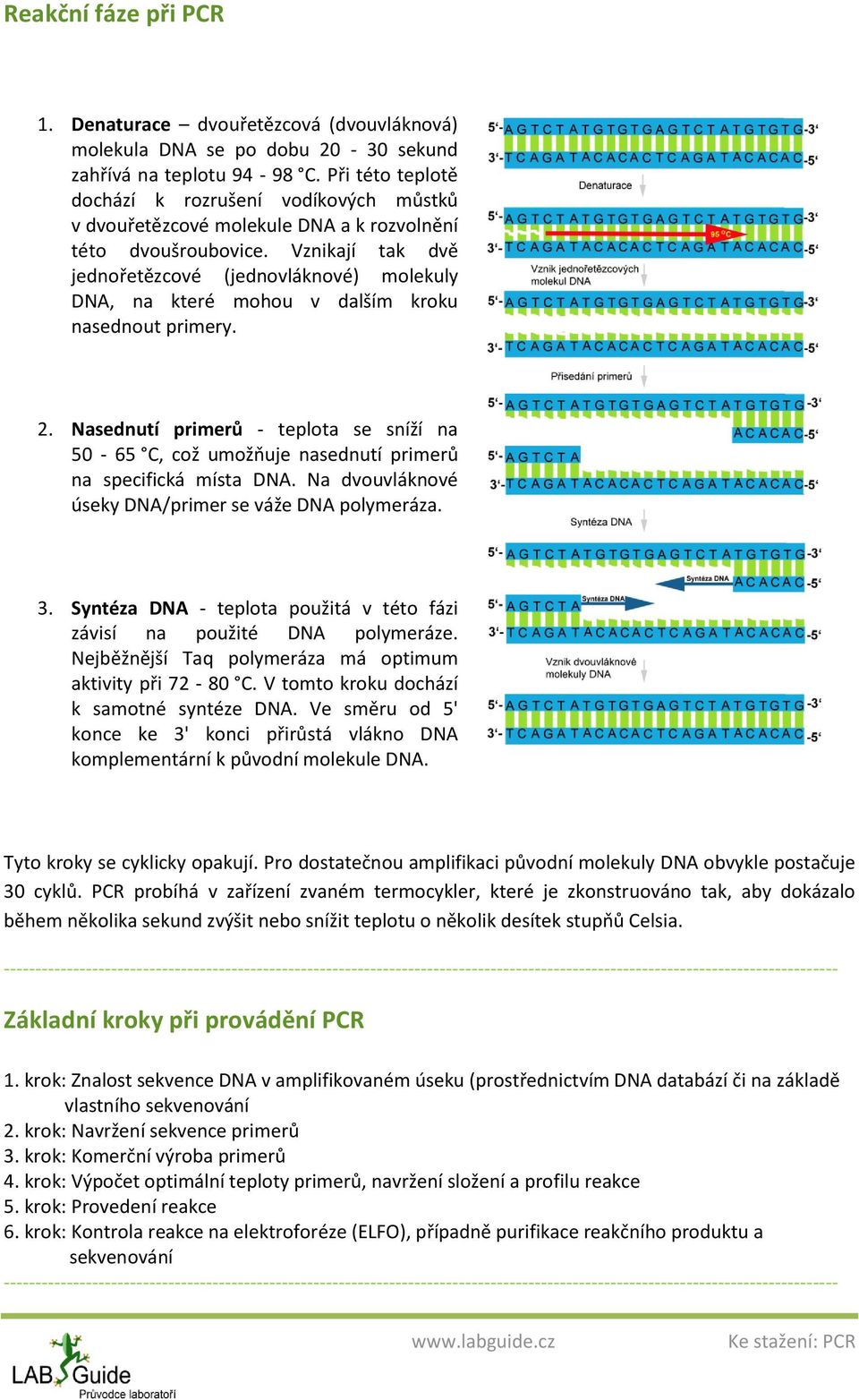 Vznikají tak dvě jednořetězcové (jednovláknové) molekuly DNA, na které mohou v dalším kroku nasednout primery. 2.