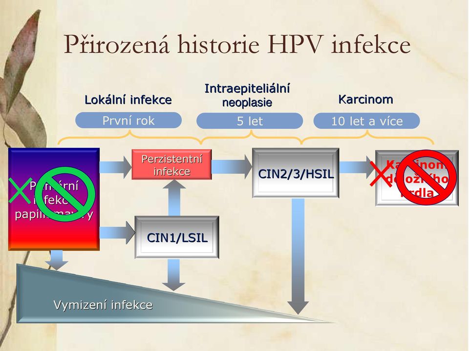 Primárn rní infekce papillomaviry Perzistentní infekce