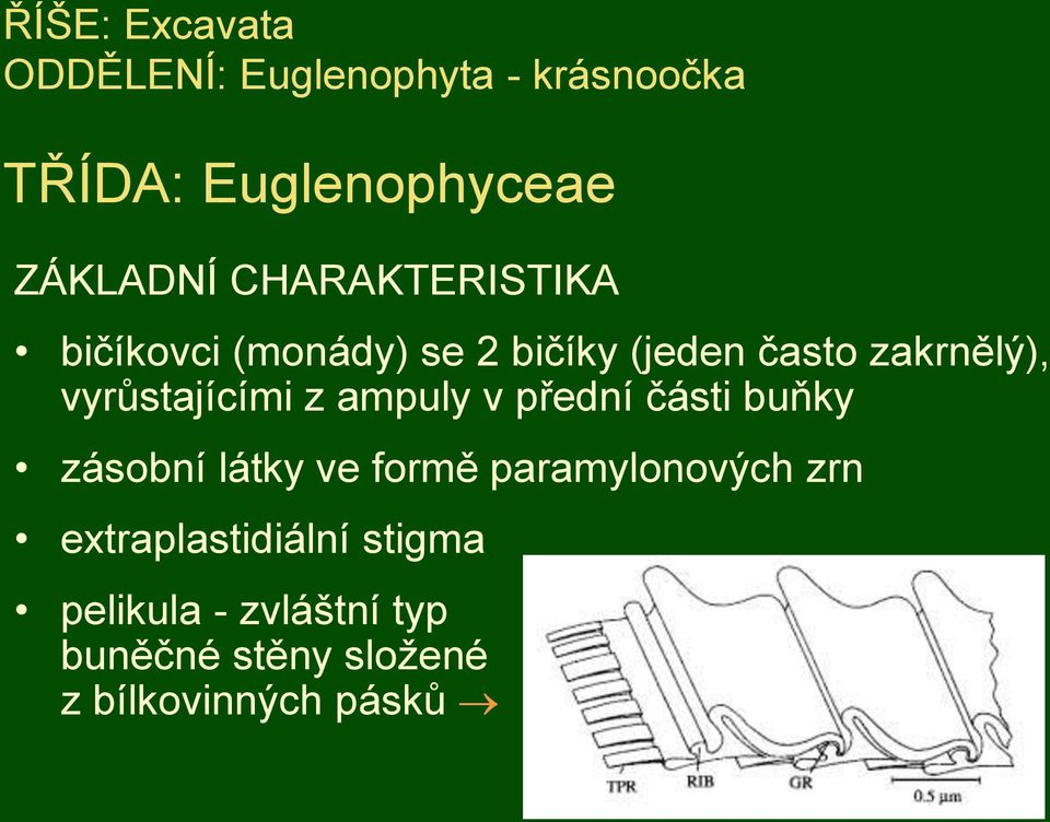 vyrůstajícími z ampuly v přední části buňky zásobní látky ve formě paramylonových