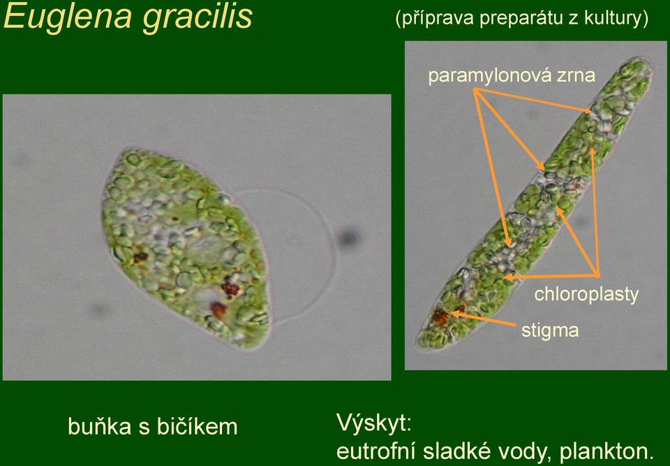 zrna chloroplasty stigma buňka s