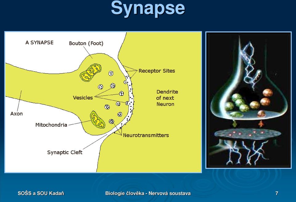 Biologie