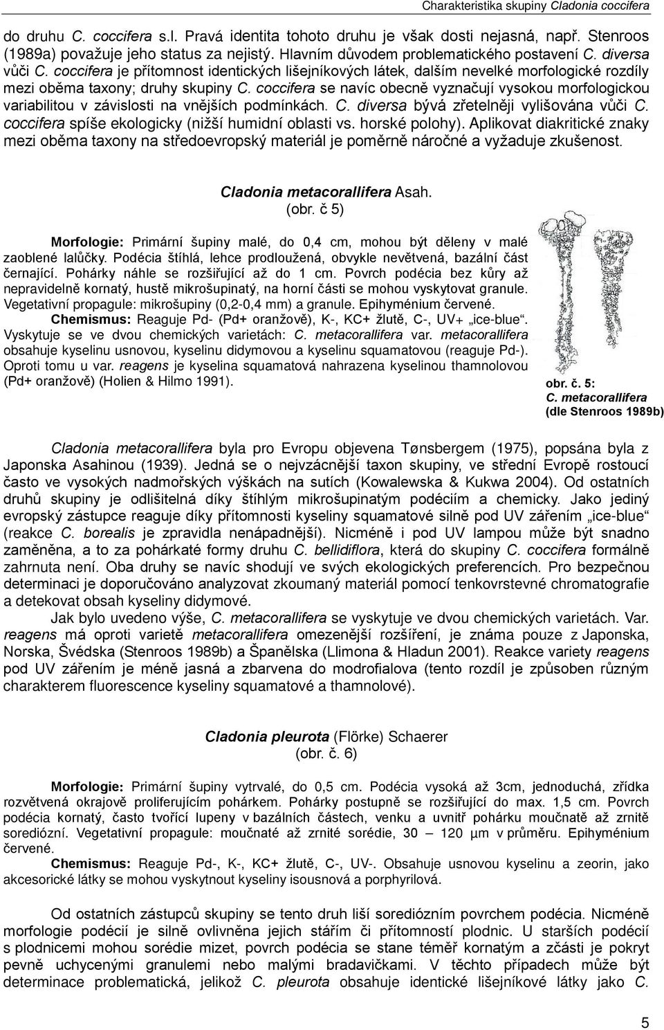 coccifera se navíc obecně vyznačují vysokou morfologickou variabilitou v závislosti na vnějších podmínkách. C. diversa bývá zřetelněji vylišována vůči C.