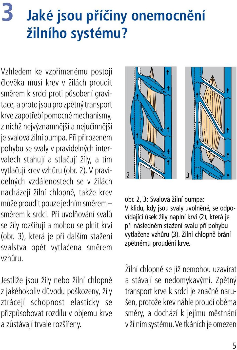 a nej účinnější je svalová žilní pumpa. Při přirozeném pohybu se svaly v pravidelných intervalech stahují a stlačují žíly, a tím vytlačují krev vzhůru (obr. 2).