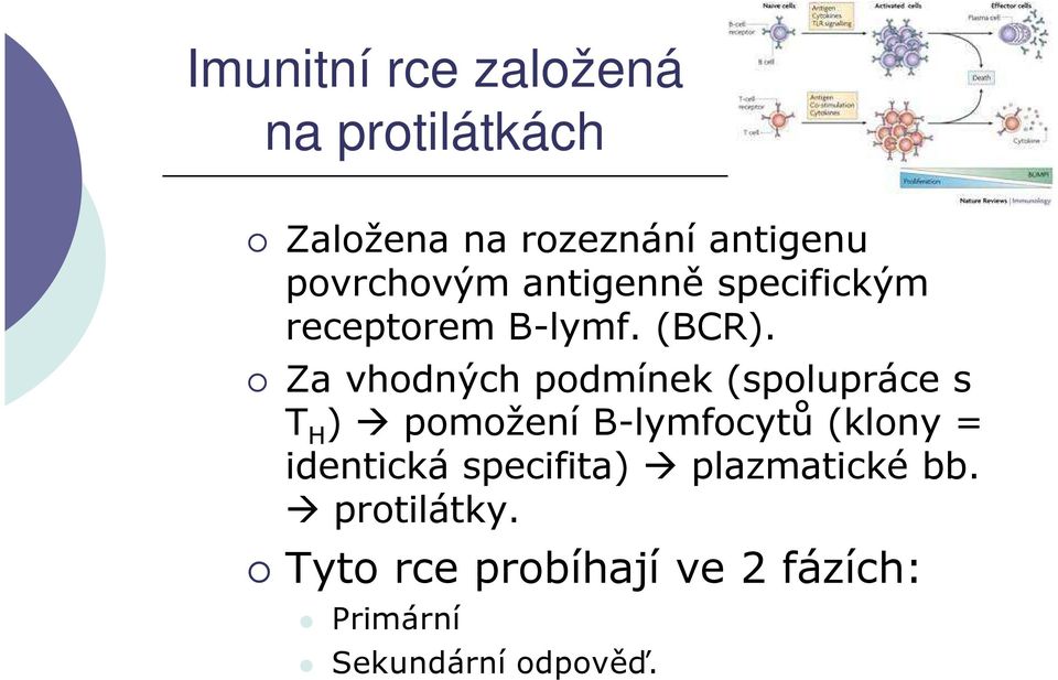 Za vhodných podmínek (spolupráce s T H ) pomožení B-lymfocytů (klony =