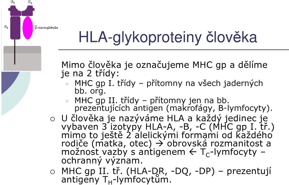 U člověka je nazýváme HLA a každý jedinec je vybaven 3 izotypy HLA-A, -B, -C (MHC gp I. tř.