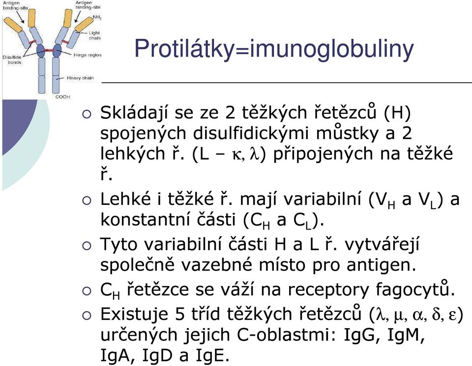 mají variabilní (V H a V L ) a konstantní části (C H a C L ). Tyto variabilní části H a L ř.