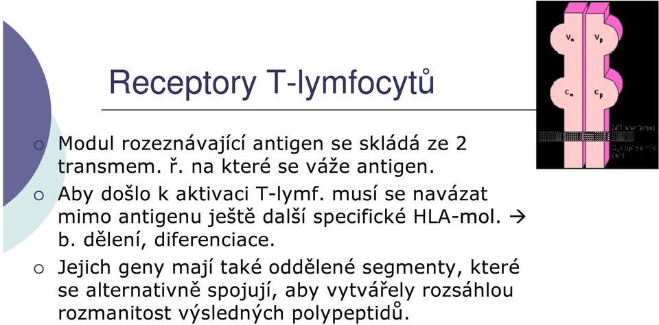 musí se navázat mimo antigenu ještě další specifické HLA-mol. b. dělení, diferenciace.