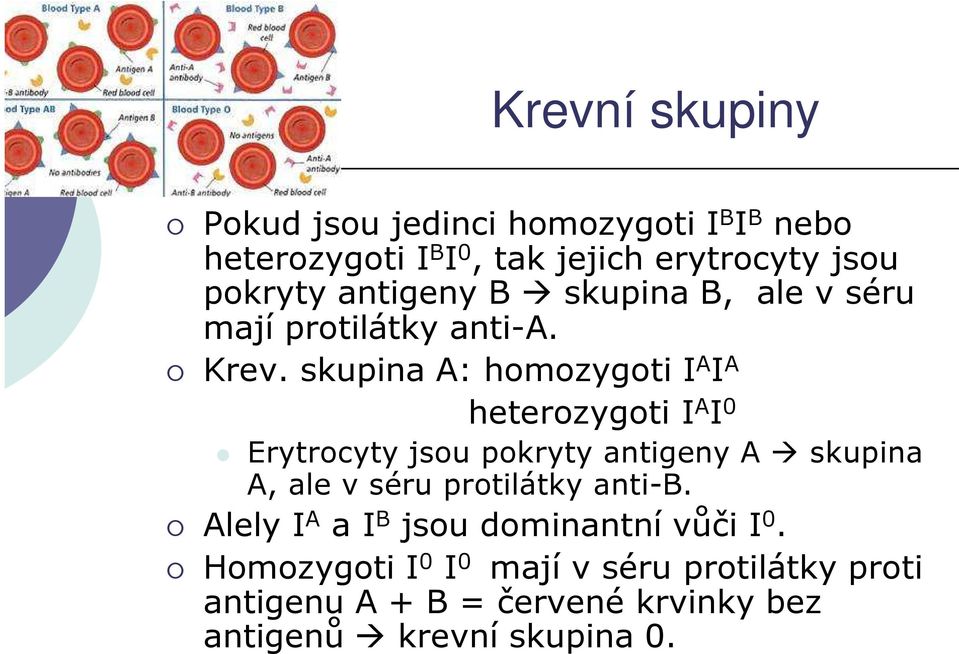 skupina A: homozygoti I A I A heterozygoti I A I 0 Erytrocyty jsou pokryty antigeny A skupina A, ale v séru