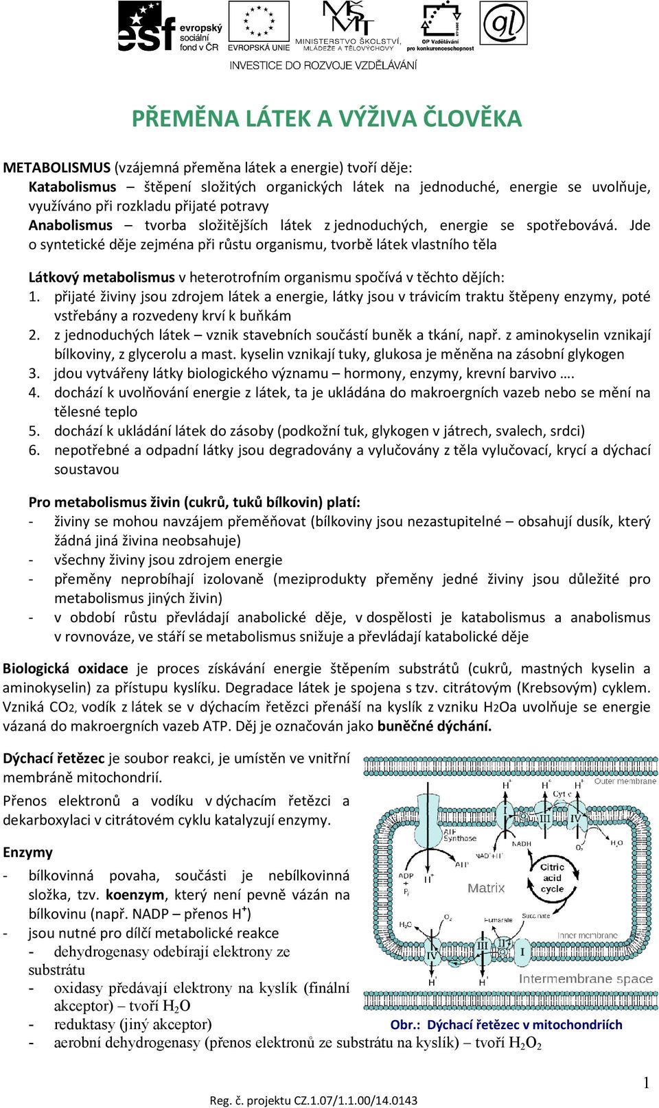 Jde o syntetické děje zejména při růstu organismu, tvorbě látek vlastního těla Látkový metabolismus v heterotrofním organismu spočívá v těchto dějích: 1.