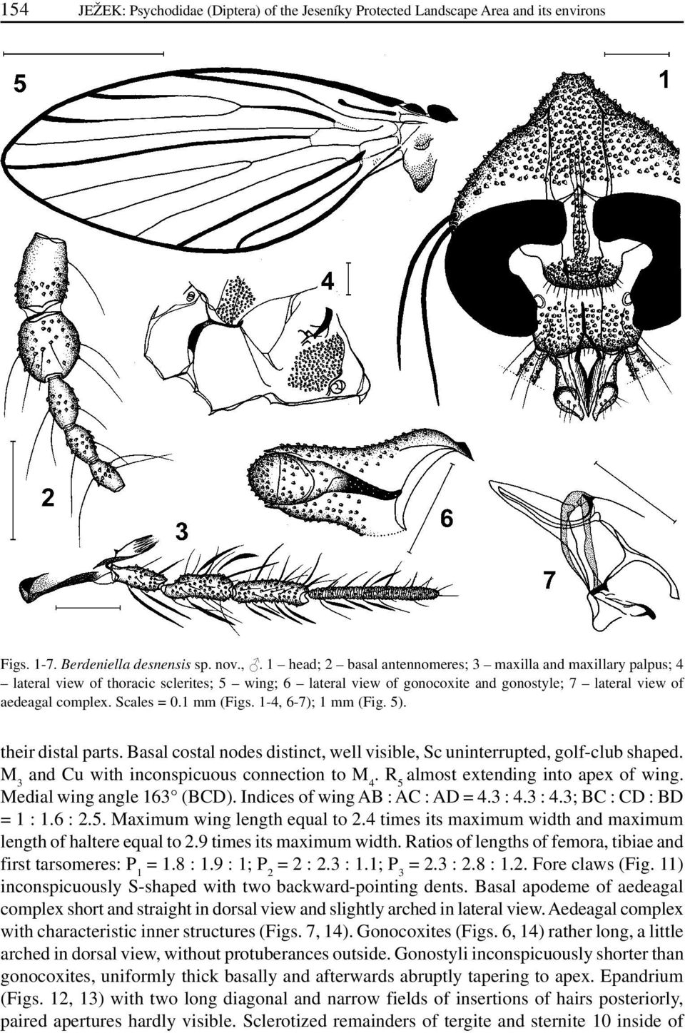 1 mm (Figs. 1-4, 6-7); 1 mm (Fig. 5). their distal parts. Basal costal nodes distinct, well visible, Sc uninterrupted, golf-club shaped. M 3 and Cu with inconspicuous connection to M 4.