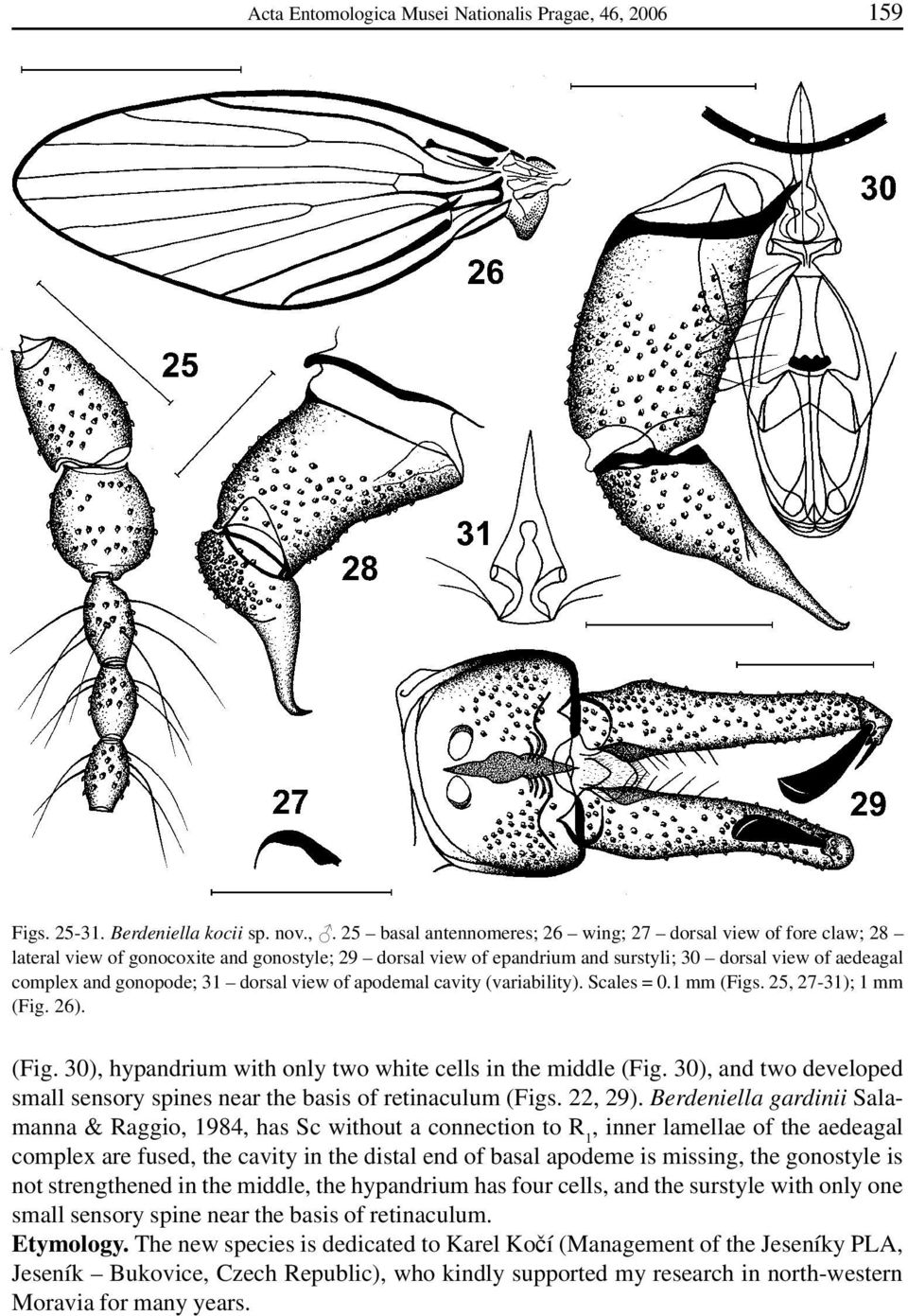 surstyli; 30 dorsal view of aedeagal complex and gonopode; 31 dorsal view of apodemal cavity (variability). Scales = 0.1 mm (Figs. 25, 27-31); 1 mm (Fig. 26). (Fig. 30), hypandrium with only two white cells in the middle (Fig.