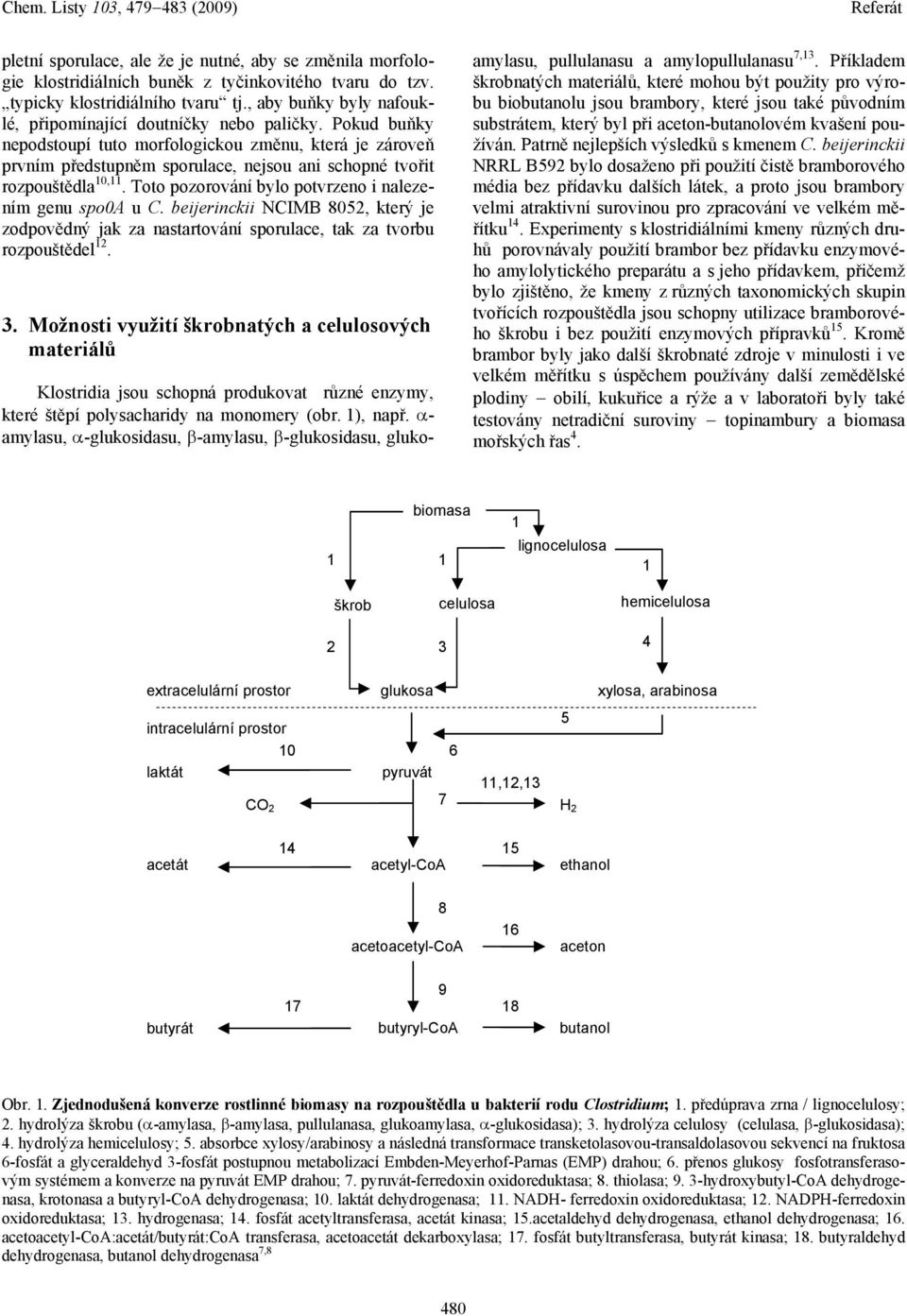 Pokud buňky nepodstoupí tuto morfologickou změnu, která je zároveň prvním předstupněm sporulace, nejsou ani schopné tvořit rozpouštědla 0,. Toto pozorování bylo potvrzeno i nalezením genu spo0a u C.