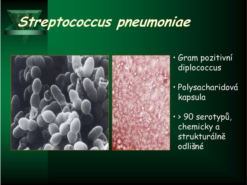 Polysacharidová kapsula > 90