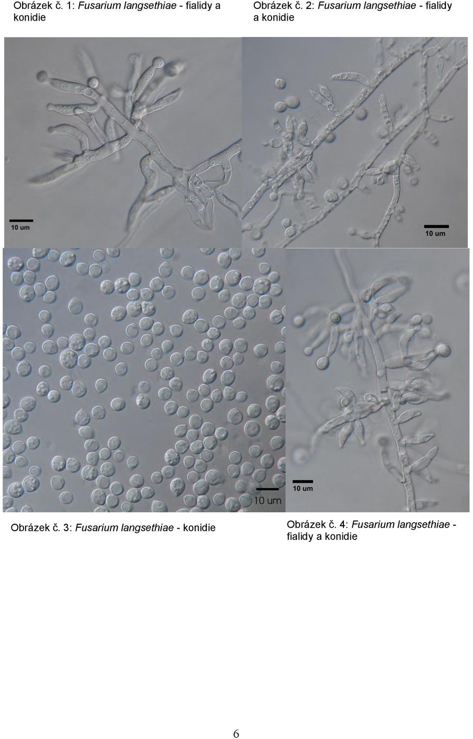 Fusarium langsethiae - fialidy a konidie  3: