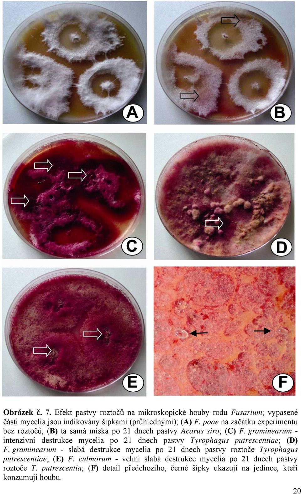 graminearum - intenzivní destrukce mycelia po 21 dnech pastvy Tyrophagus putrescentiae; (D) F.