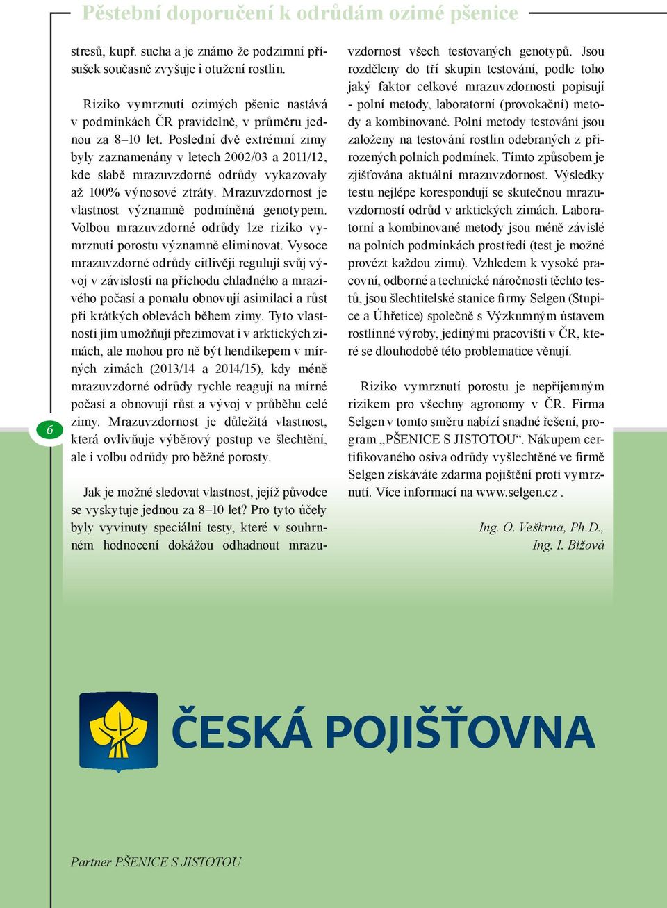 Poslední dvě extrémní zimy byly zaznamenány v letech 2002/03 a 2011/12, kde slabě mrazuvzdorné odrůdy vykazovaly až 100% výnosové ztráty. Mrazuvzdornost je vlastnost významně podmíněná genotypem.