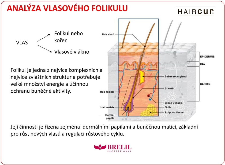 energie a účinnou ochranu buněčné aktivity.