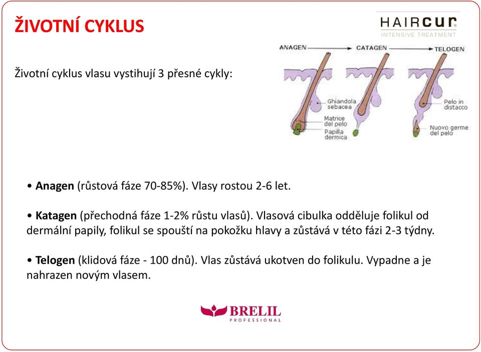 Vlasová cibulka odděluje folikul od dermální papily, folikul se spouští na pokožku hlavy a