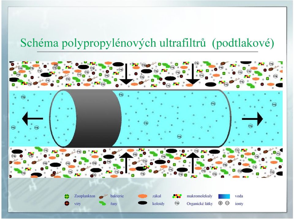 Zooplankton bakterie zákal