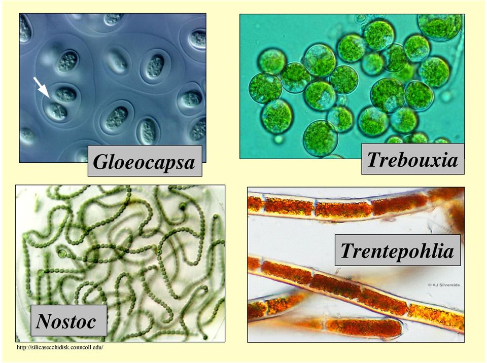 Trentepohlia Nostoc