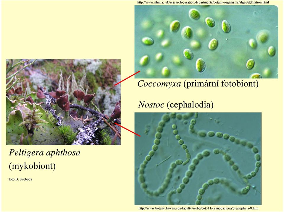 html Coccomyxa (primární fotobiont) Nostoc (cephalodia) Peltigera