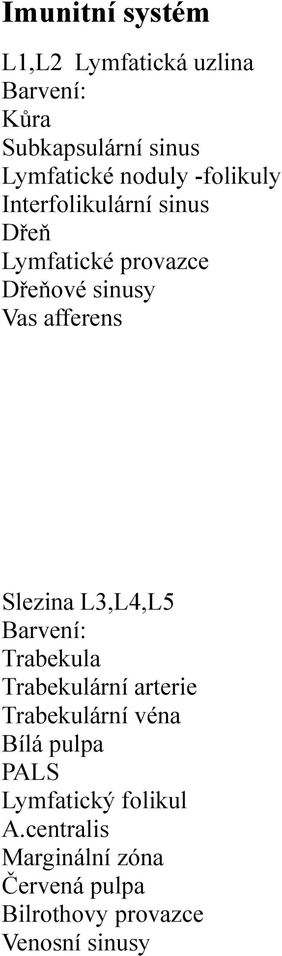 Slezina L3,L4,L5 Trabekula Trabekulární arterie Trabekulární véna Bílá pulpa PALS