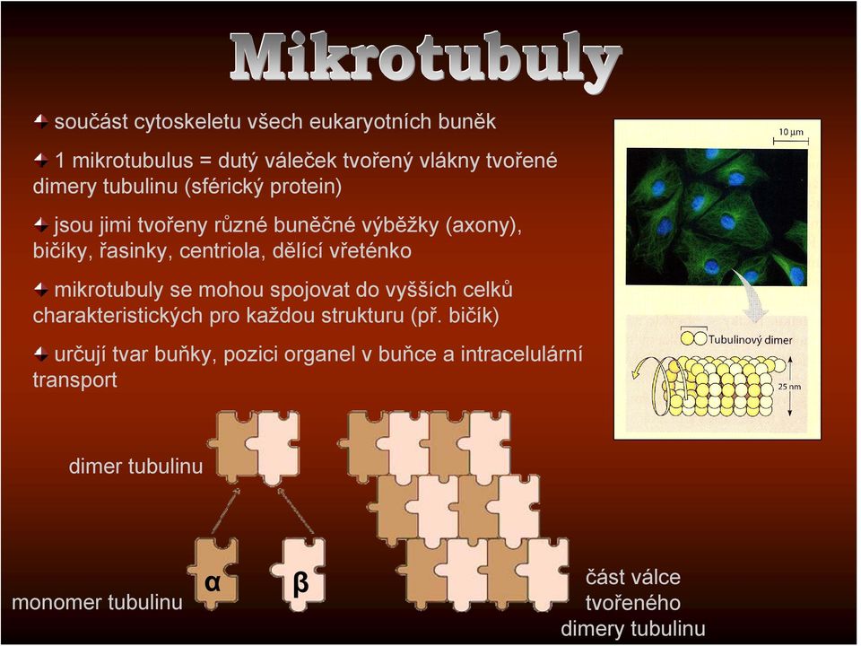 mikrotubuly se mohou spojovat do vyšších celků charakteristických pro každou strukturu (př.