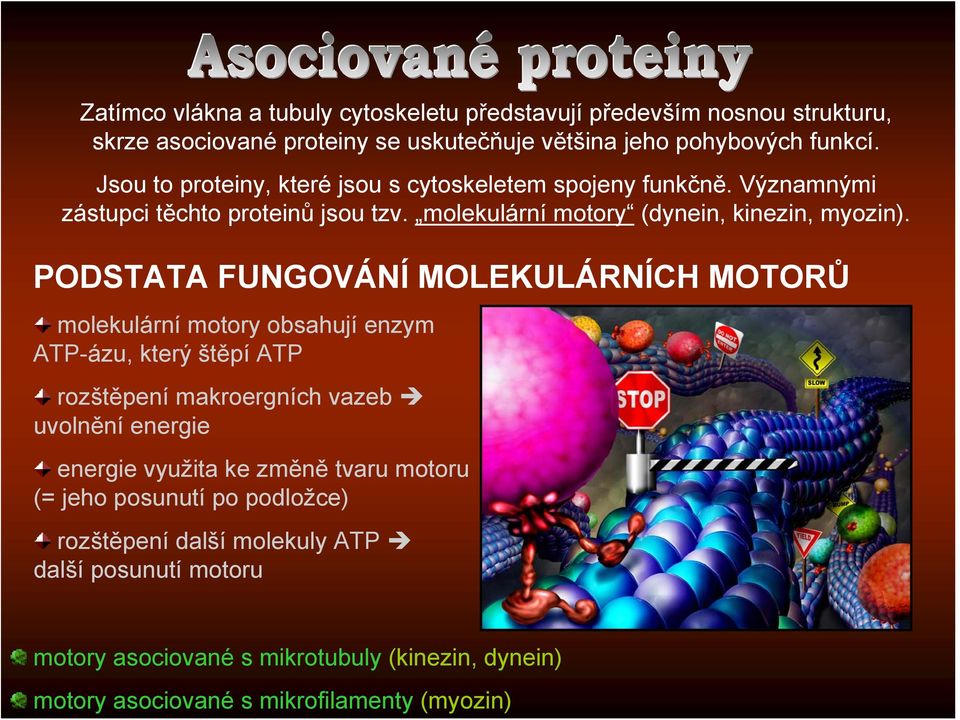 PODSTATA FUNGOVÁNÍ MOLEKULÁRNÍCH MOTORŮ molekulární motory obsahují enzym ATP-ázu, který štěpí ATP rozštěpení makroergních vazeb uvolnění energie energie využita ke