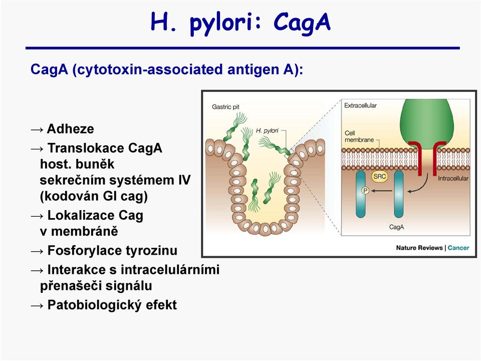 buněk sekrečním systémem IV (kodován GI cag) Lokalizace Cag v