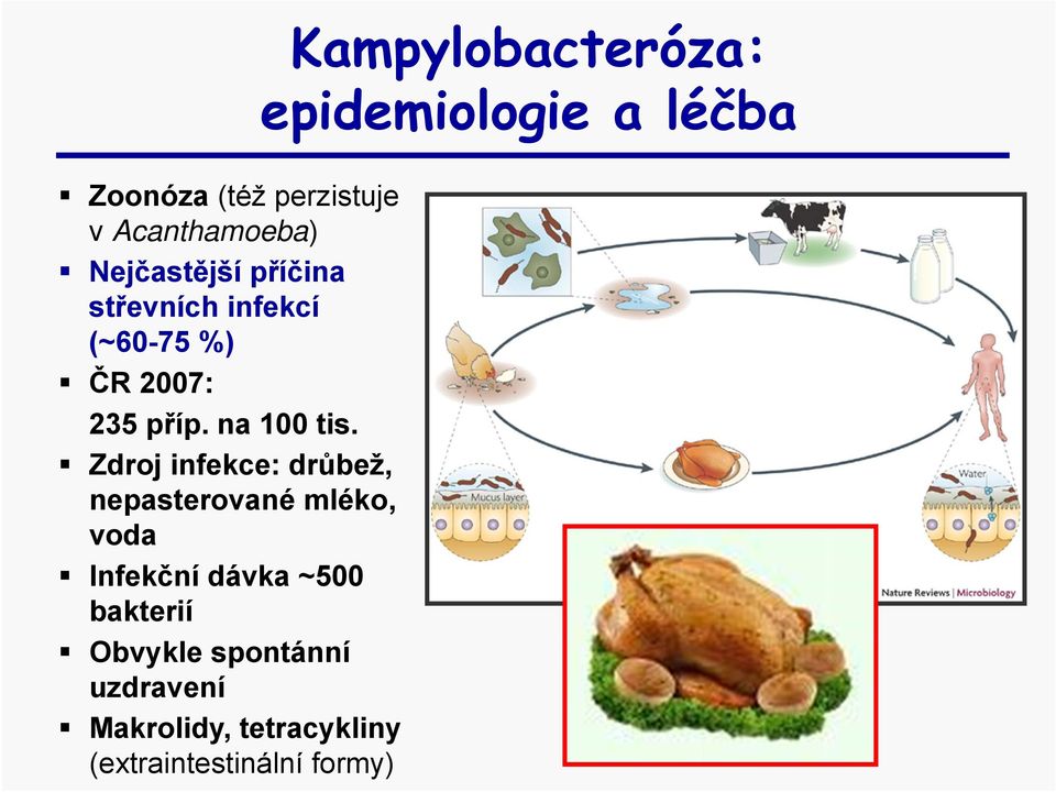 Zdroj infekce: drůbež, nepasterované mléko, voda Infekční dávka ~500 bakterií