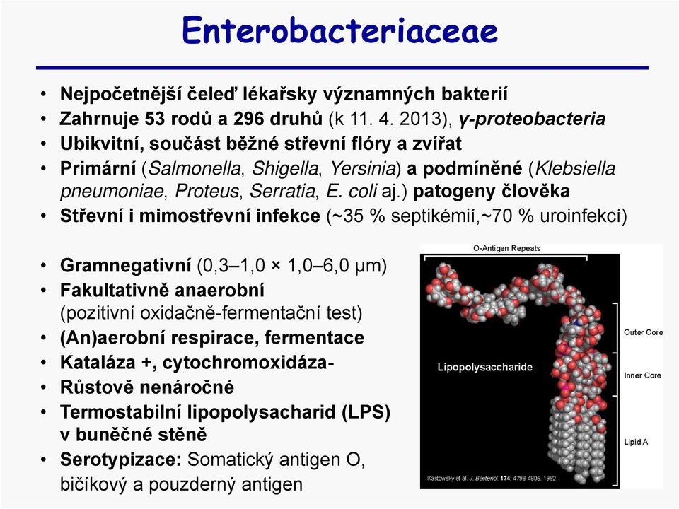 Serratia, E. coli aj.