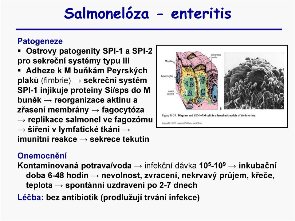 fagozómu šíření v lymfatické tkáni imunitní reakce sekrece tekutin Onemocnění Kontaminovaná potrava/voda infekční dávka 10 5-10 9 inkubační