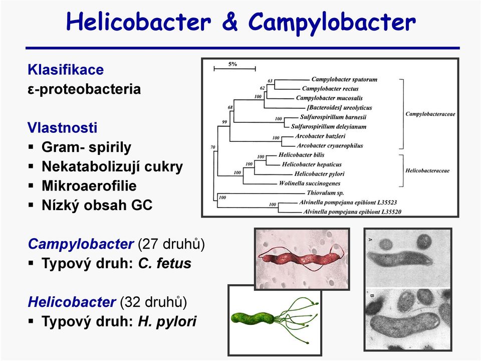 cukry Mikroaerofilie Nízký obsah GC Campylobacter (27