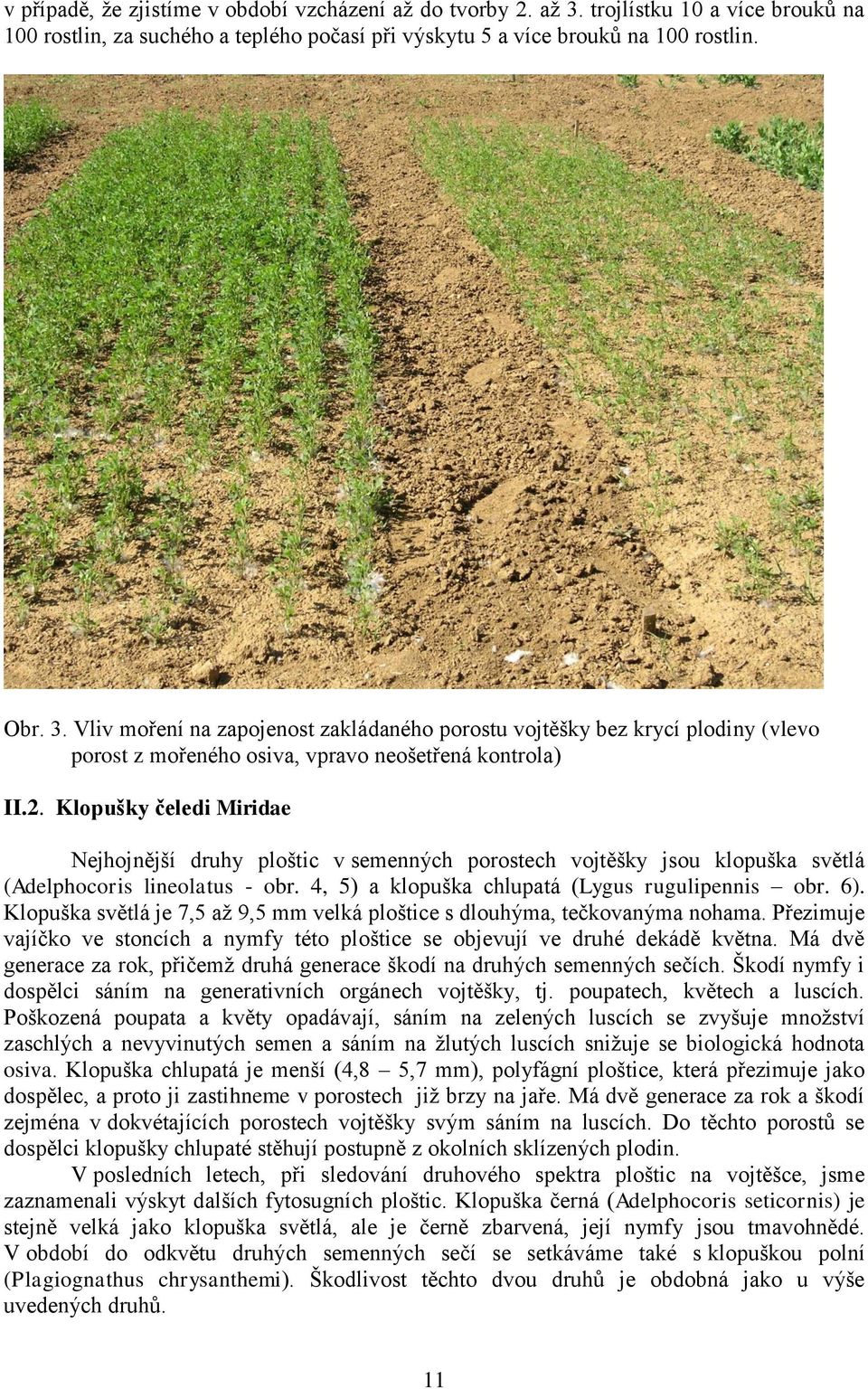 Klopuška světlá je 7,5 aţ 9,5 mm velká ploštice s dlouhýma, tečkovanýma nohama. Přezimuje vajíčko ve stoncích a nymfy této ploštice se objevují ve druhé dekádě května.