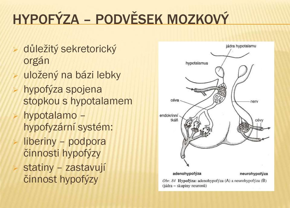 hypotalamem hypotalamo hypofyzární systém: liberiny