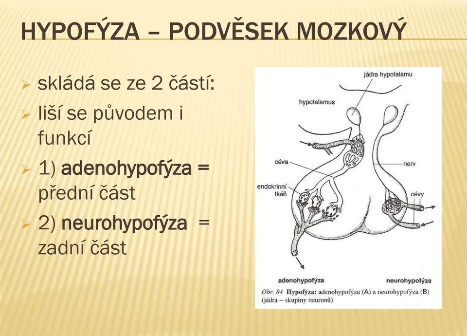 funkcí 1) adenohypofýza = přední