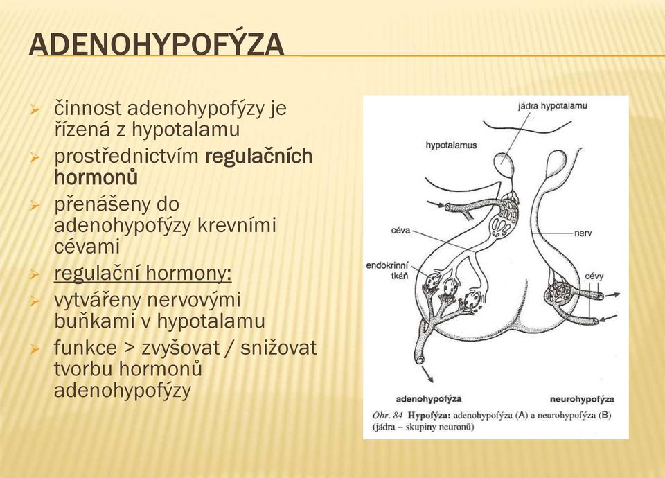 krevními cévami regulační hormony: vytvářeny nervovými buňkami