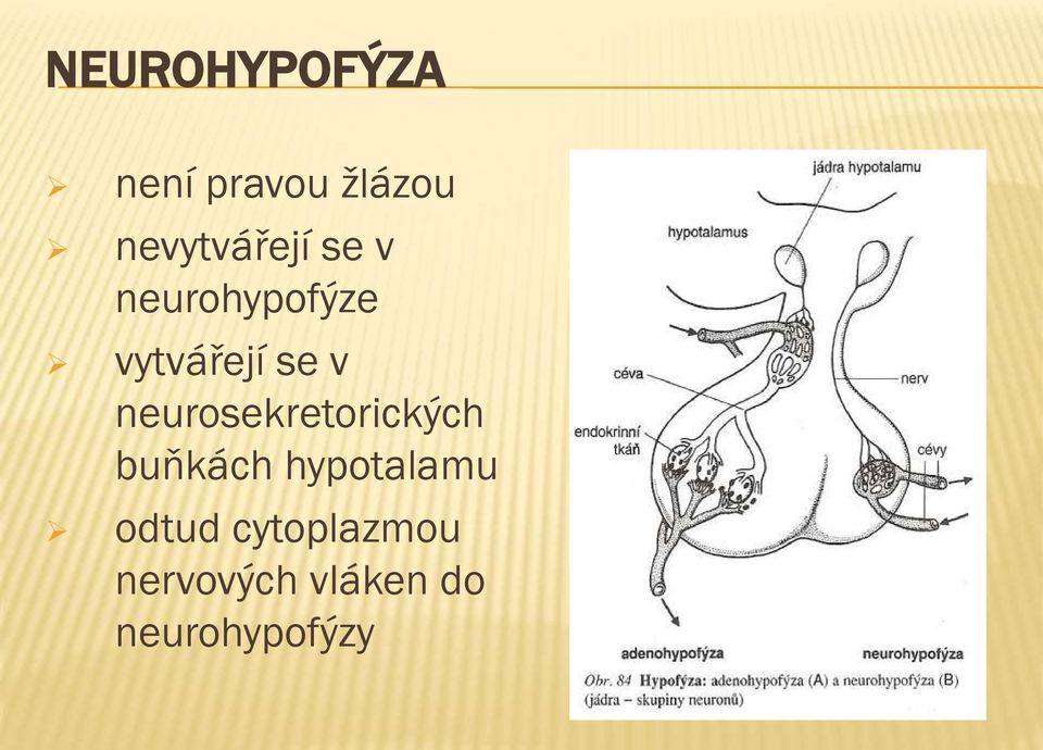 se v neurosekretorických buňkách