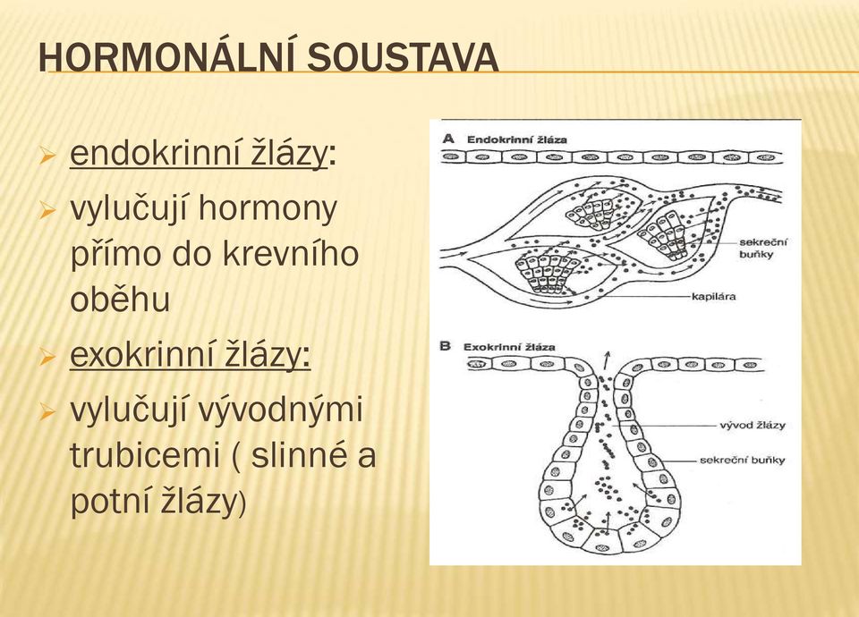 krevního oběhu exokrinní žlázy: