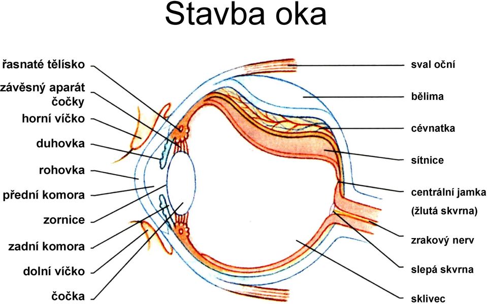 dolní víčko čočka sval oční bělima cévnatka sítnice