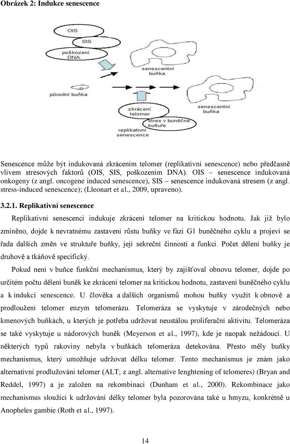 Replikativní senescence Replikativní senescenci indukuje zkrácení telomer na kritickou hodnotu.