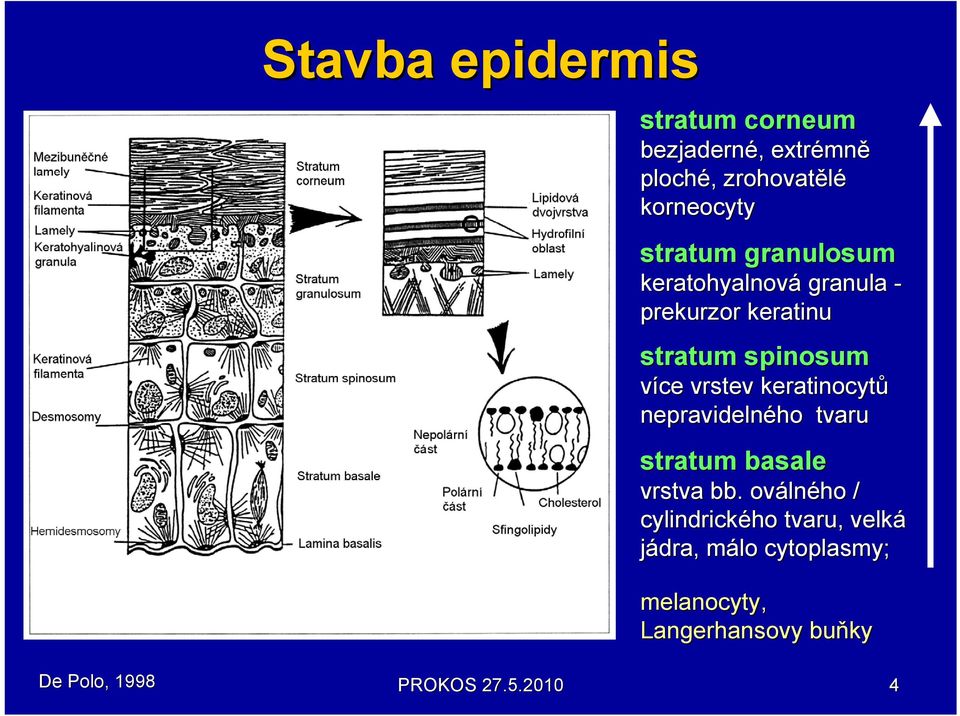 keratinocytů nepravidelného tvaru stratum basale vrstva bb.