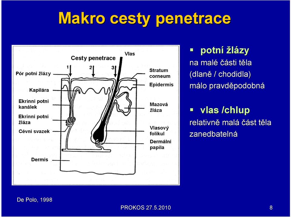 pravděpodobn podobná vlas /chlup relativně