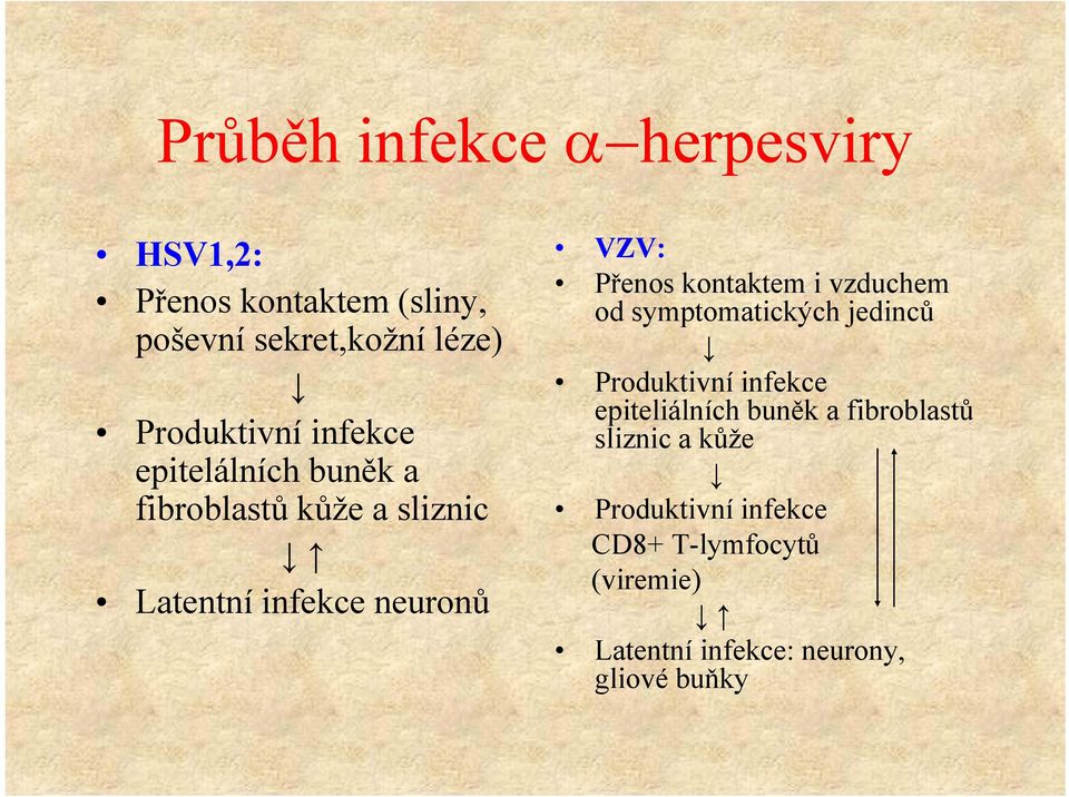 kontaktem i vzduchem od symptomatických jedinců Produktivní infekce epiteliálních buněk a