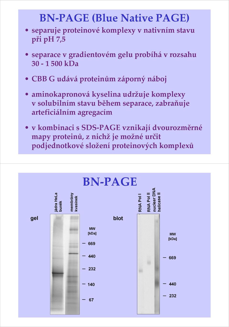 agregacím v kombinaci s SDS PAGE vznikají dvourozměrné mapy proteinů, z nichž je možné určit podjednotkové složení proteinových komplexů BN