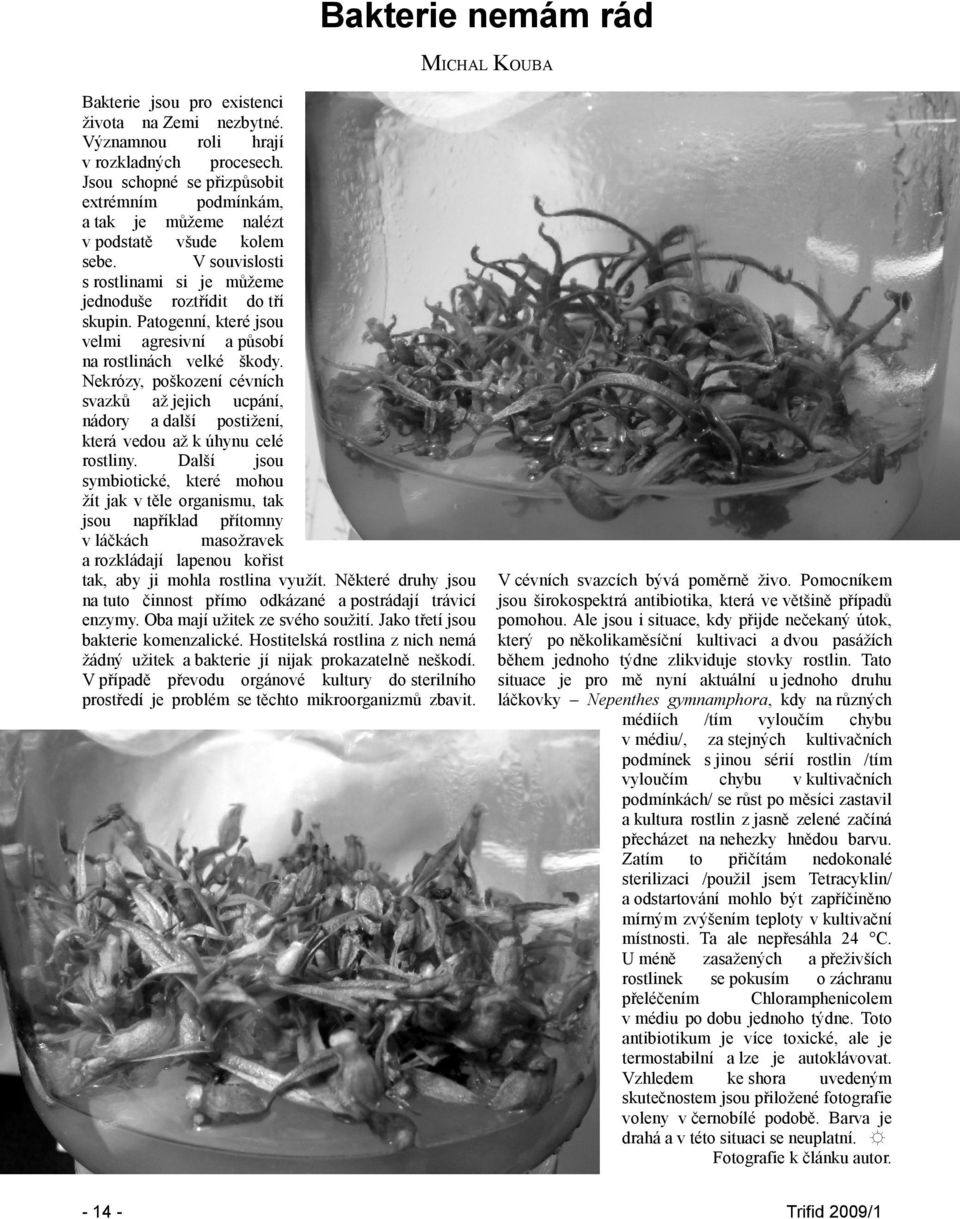 Patogenní, které jsou velmi agresivní a působí na rostlinách velké škody. Nekrózy, poškození cévních svazků až jejich ucpání, nádory a další postižení, která vedou až k úhynu celé rostliny.