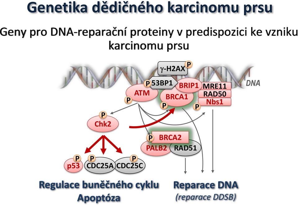 ATM BRCA1 P P MRE11 RAD50 Nbs1 DNA P p53 P CDC25A P CDC25C P BRCA2