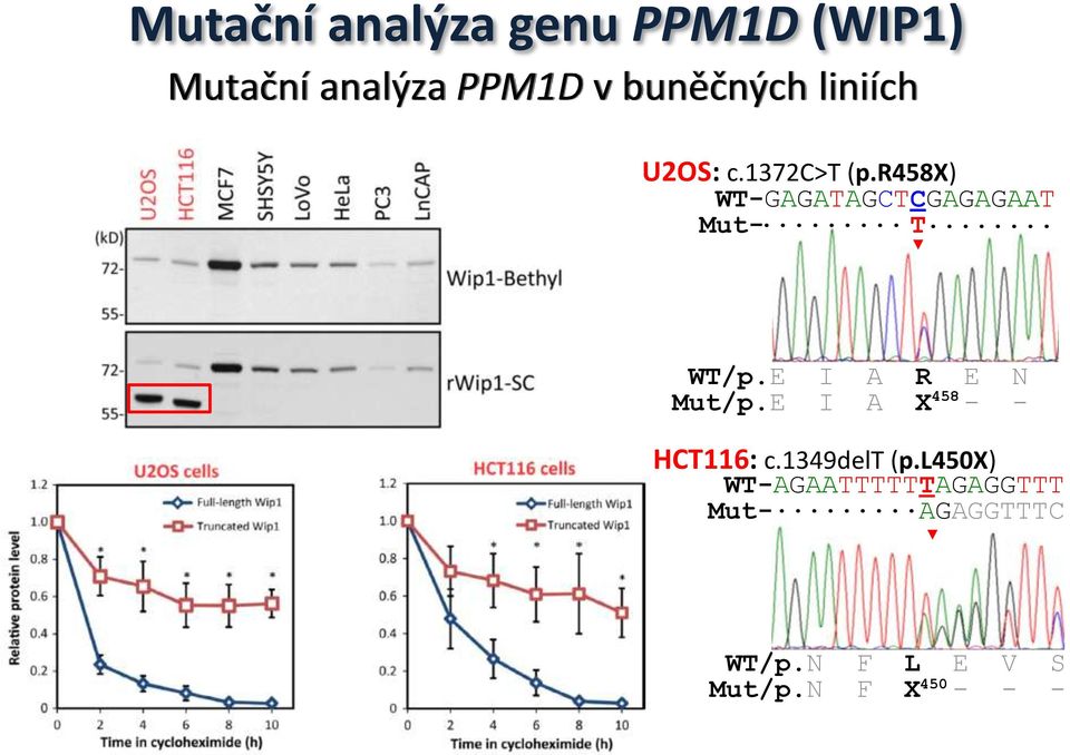 .. WT/p.E I A R E N 458 Mut/p.E I A X - - HCT116: c.1349delt (p.